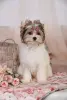 Собаки - Бивер Йорк девочка - Круглое - Фото 2 Бивер Йорк девочка - Круглое - 230161 - Доска объявлений Kupika.by - Фото 2