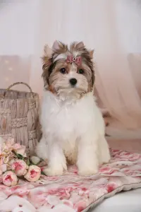 Бивер Йорк девочка