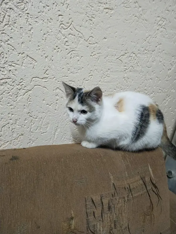 Кошечка в добрые руки