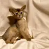 Кошки - Абиссинский котёнок девочка - Вся Беларусь Абиссинский котёнок девочка - Вся Беларусь - 230014 - Доска объявлений Kupika.by
