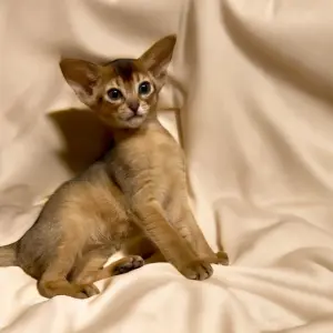 Абиссинский котёнок девочка