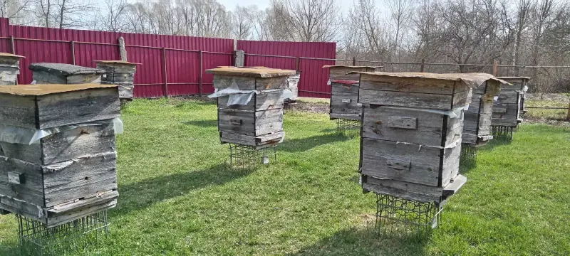 мед и продукты пчеловодства - Вся Беларусь - 231561 - Доска объявлений Kupika.by - Фото 3