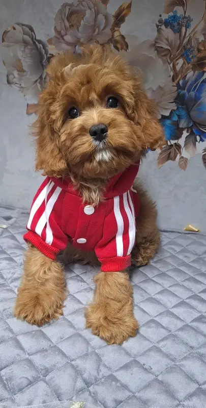 Собаки - Кавапу щенки - Вся Беларусь Кавапу щенки - Вся Беларусь - 229587 - Доска объявлений Kupika.by