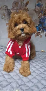 Кавапу щенки