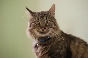 Умный молодой кот Шурик в дар