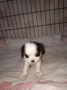 Кавалер кинг чарльз спаниель (мальчик)