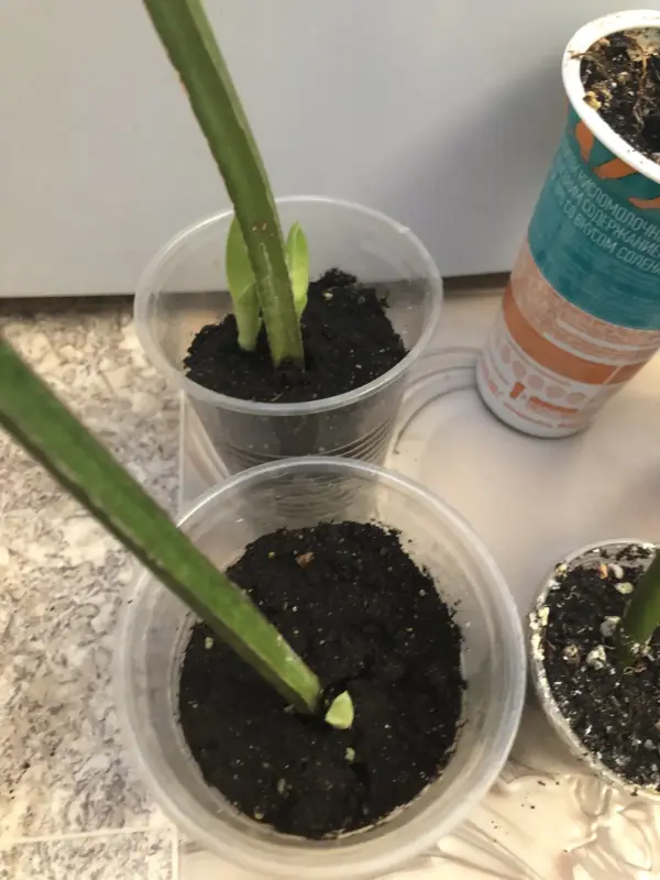 Комнатные растения - Сансевиерия - Вся Беларусь - Фото 4 Сансевиерия - Вся Беларусь - 229803 - Доска объявлений Kupika.by - Фото 4