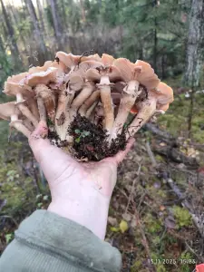 Грибы в любом виде