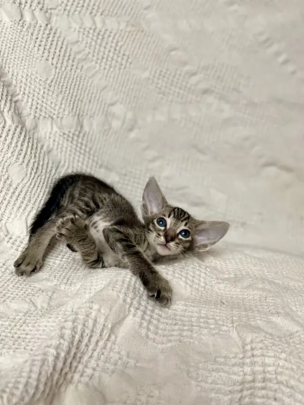 Кошки - Котята петерболд - Вся Беларусь - Фото 11 Котята петерболд - Вся Беларусь - 230095 - Доска объявлений Kupika.by - Фото 11