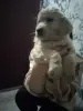 Щенки Золотистого ретривера - Вся Беларусь - 229624 - Доска объявлений Kupika.by - Фото 2