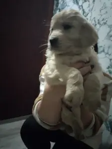 Щенки Золотистого ретривера