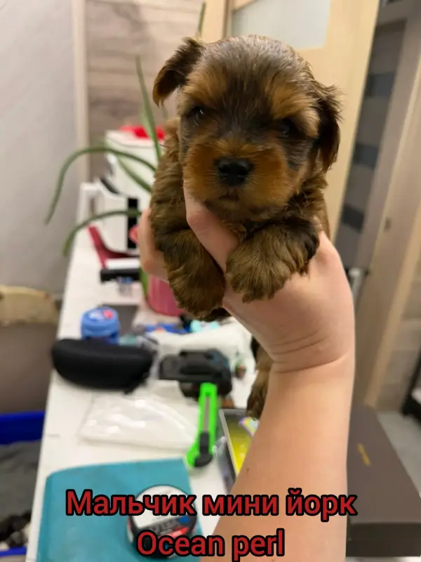 Щенки Йоркширский терьер мини бебифейс разные окрасы
