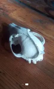 Чей. Черепок...