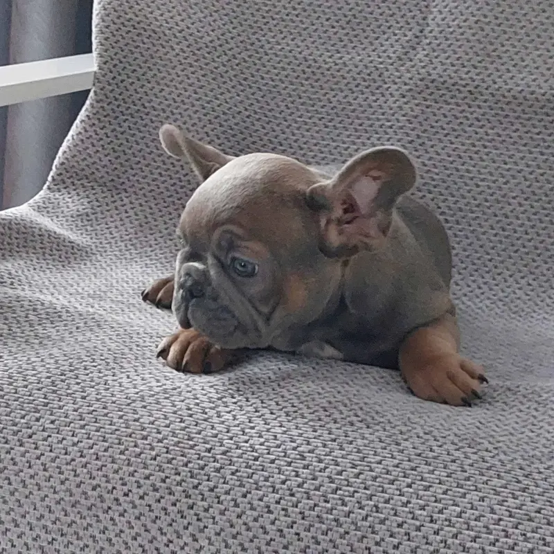 щенок французского бульдога - Вся Беларусь - 230441 - Доска объявлений Kupika.by - Фото 3