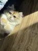Кошки - Котенок британской длинношерстной в окрасе золотая шиншилла - Вся Беларусь - Фото 4 Котенок британской длинношерстной в окрасе золотая шиншилла - Вся Беларусь - 229383 - Доска объявлений Kupika.by - Фото 4