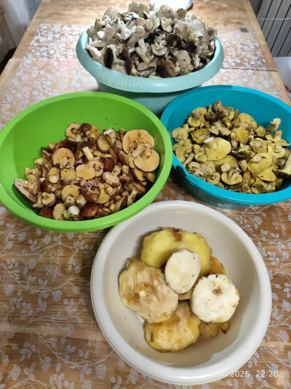 Продукты питания - Грибы в любом виде - Вся Беларусь - Фото 9 Грибы в любом виде - Вся Беларусь - 228712 - Доска объявлений Kupika.by - Фото 9