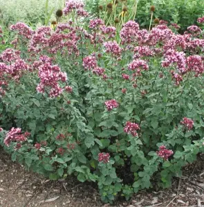 саженцы душицы (орегано), высушенные травы душицы (орегано)