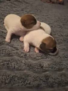 Щенки Джек Рассел