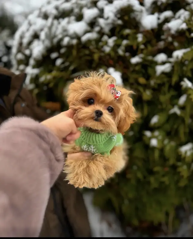 Элитные мини микро мальтипу и той пудель