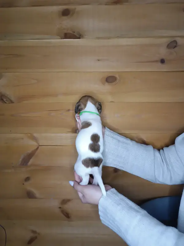 Щенки Джек Рассел терьера - Брест - 222516 - Доска объявлений Kupika.by - Фото 6