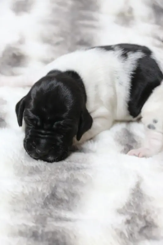 Собаки - Щенки Английского пойнтера - Вся Беларусь - Фото 10 Щенки Английского пойнтера - Вся Беларусь - 230326 - Доска объявлений Kupika.by - Фото 10