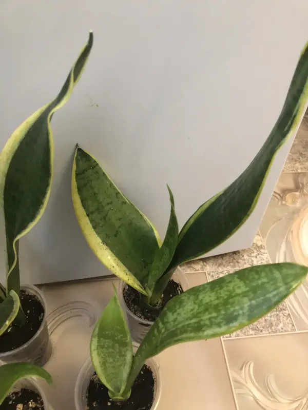 Комнатные растения - Сансевиерия Футура Суперба - Вся Беларусь - Фото 3 Сансевиерия Футура Суперба - Вся Беларусь - 229804 - Доска объявлений Kupika.by - Фото 3