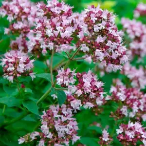 саженцы душицы (орегано), высушенные травы душицы (орегано)