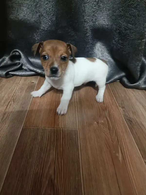 Щенки Джек-рассел-терьера - Марьина Горка - 227920 - Доска объявлений Kupika.by - Фото 9