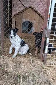 Щенки в поиске домов