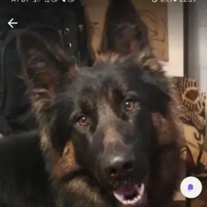 Щенки немецкой овчарки.