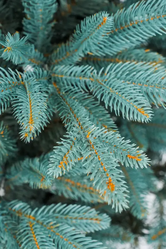 Новогодние товары - Елка искусственная Микс 165см - Вся Беларусь - Фото 5 Елка искусственная Микс 165см - Вся Беларусь - 229378 - Доска объявлений Kupika.by - Фото 5