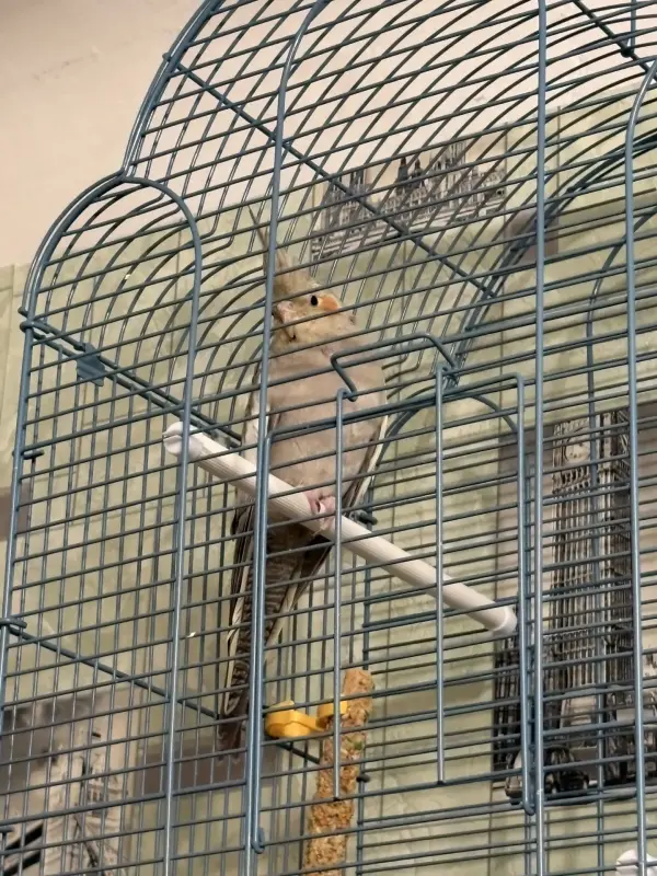 Попугай карелла