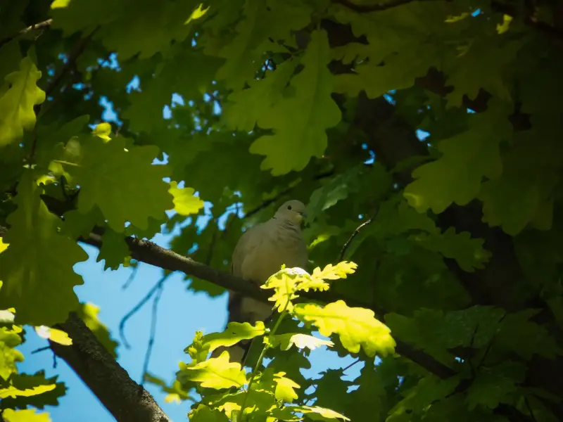 Фотоаппарат nikon b500 - Вся Беларусь - 231482 - Доска объявлений Kupika.by - Фото 7