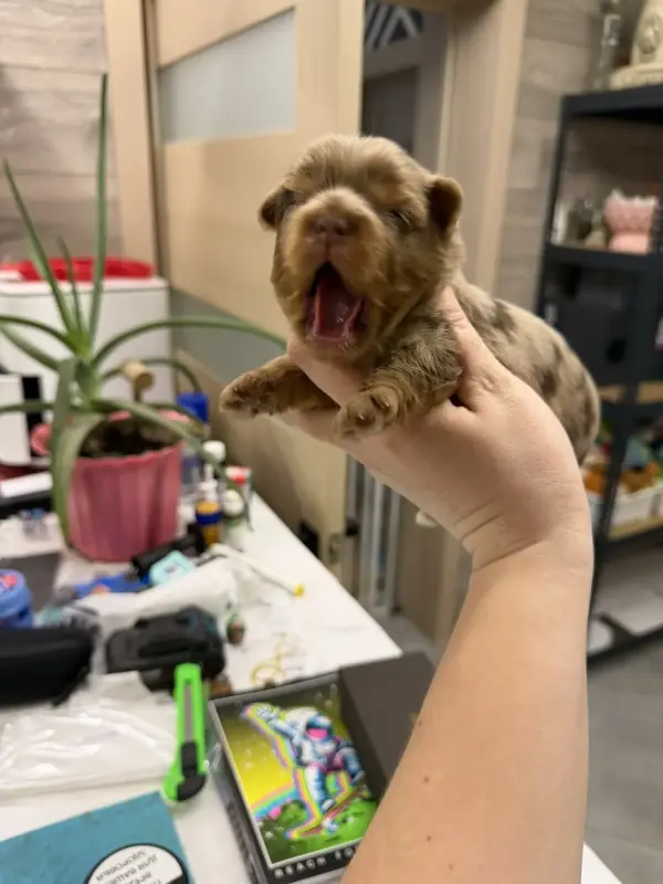 Щенки Йоркширский терьер разных окрасов