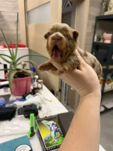 Щенки Йоркширский терьер разных окрасов