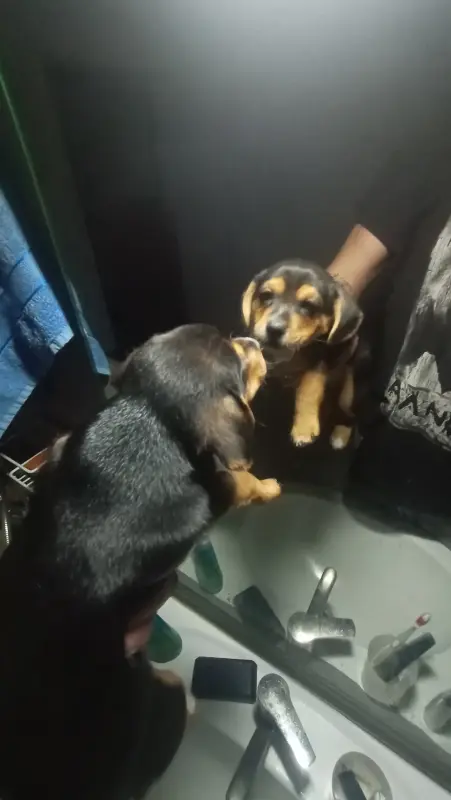 Собаки - Щенки таксы и дворняжки - Вся Беларусь - Фото 4 Щенки таксы и дворняжки - Вся Беларусь - 229600 - Доска объявлений Kupika.by - Фото 4