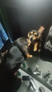 Щенки таксы и дворняжки