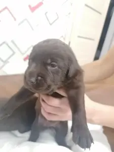 щенки шоколадного лабродора