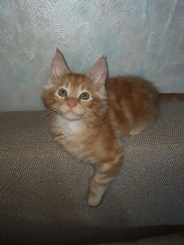 Кошки - Котята мейн-кун - Вся Беларусь - Фото 7 Котята мейн-кун - Вся Беларусь - 229671 - Доска объявлений Kupika.by - Фото 7