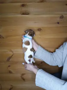 Щенки Джек Рассел терьера