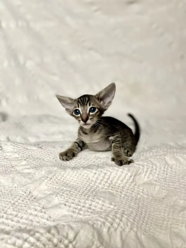 Кошки - Котята петерболд - Вся Беларусь - Фото 10 Котята петерболд - Вся Беларусь - 230095 - Доска объявлений Kupika.by - Фото 10