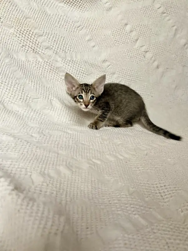 Кошки - Котята петерболд - Вся Беларусь - Фото 2 Котята петерболд - Вся Беларусь - 230095 - Доска объявлений Kupika.by - Фото 2