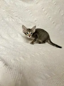 Котята петерболд