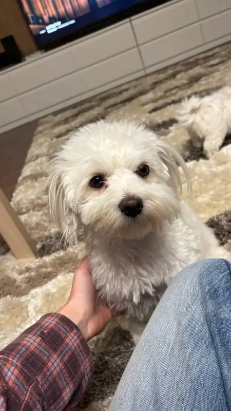 Щенки мальтийской болонки 1 девочка 3 мальчика