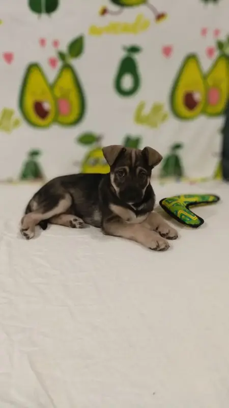 Собаки - Щенок девочка - Вся Беларусь - Фото 4 Щенок девочка - Вся Беларусь - 229325 - Доска объявлений Kupika.by - Фото 4