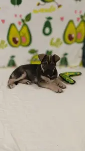 Щенок девочка