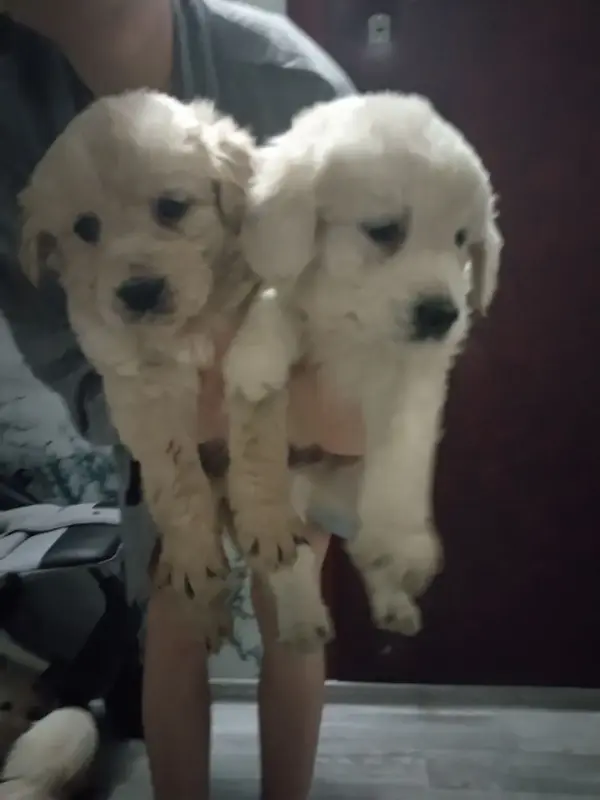 Щенки Золотистого ретривера - Вся Беларусь - 229624 - Доска объявлений Kupika.by - Фото 3