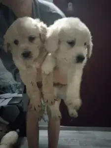 Щенки Золотистого ретривера