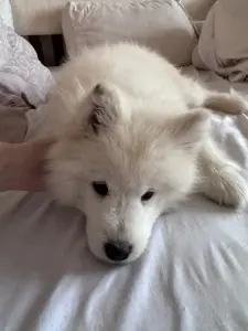 Щенок самоедской лайки (щенки самоеда)