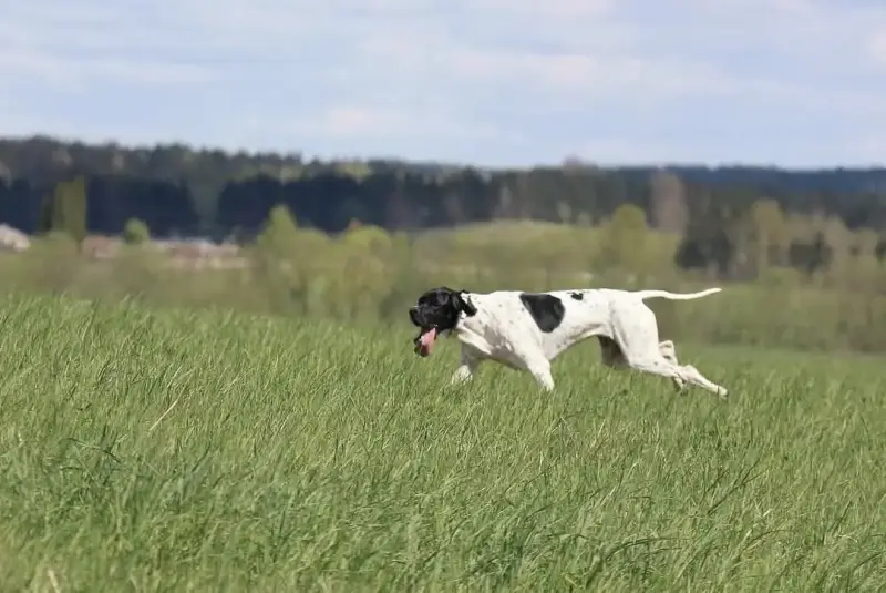 Собаки - Щенки Английского пойнтера - Вся Беларусь - Фото 4 Щенки Английского пойнтера - Вся Беларусь - 230326 - Доска объявлений Kupika.by - Фото 4